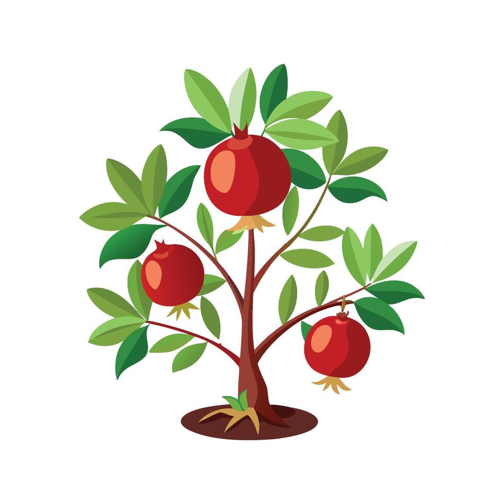 Stylish Pomegranate Plant Graphic vector