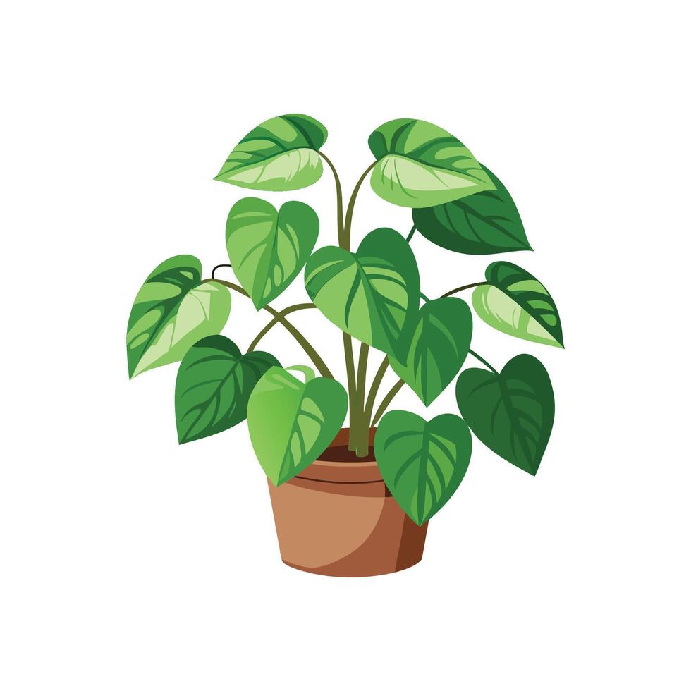 Charming Pothos Epipremnum Aureum for Decor vector
