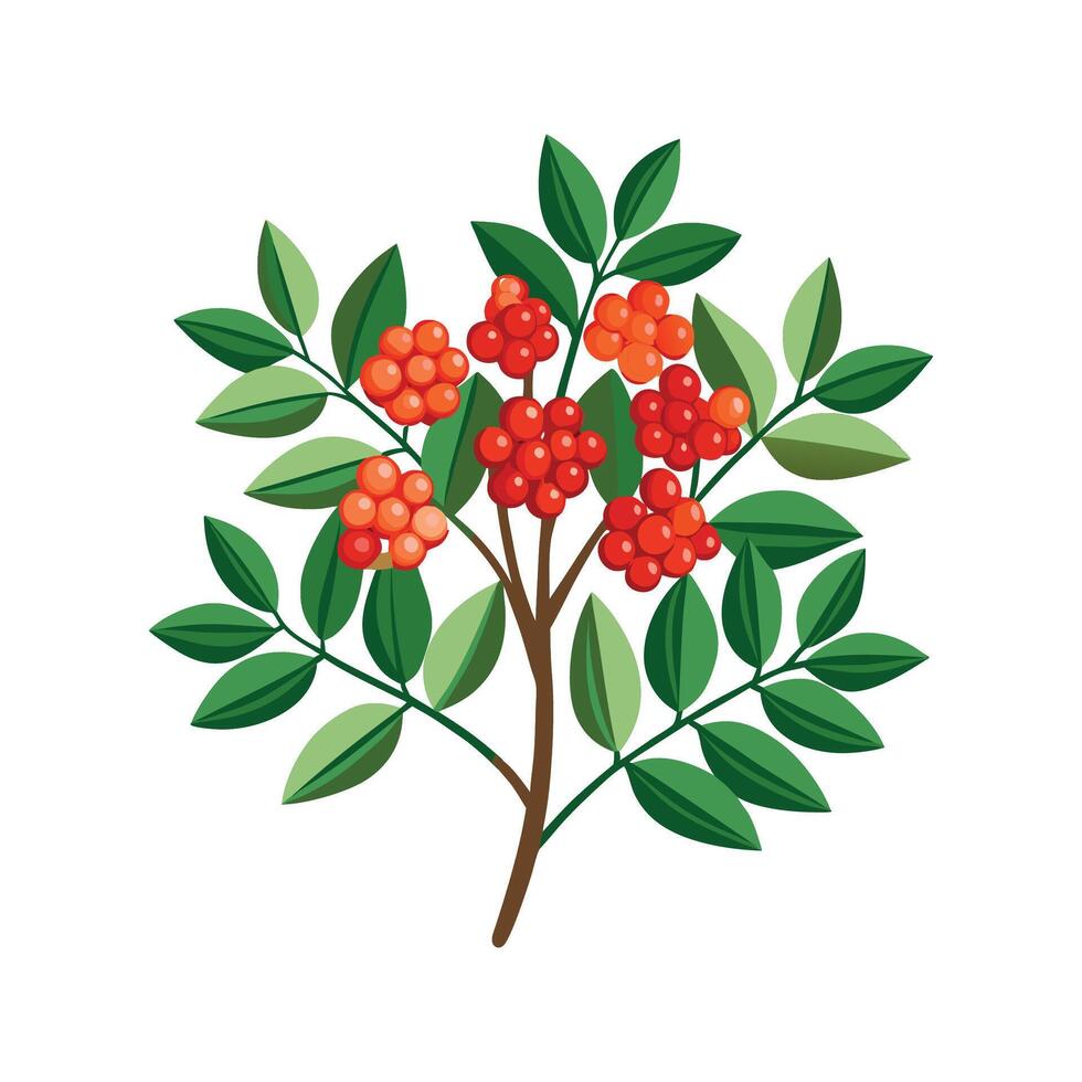 Stylish Pyracantha Plant Graphic vector
