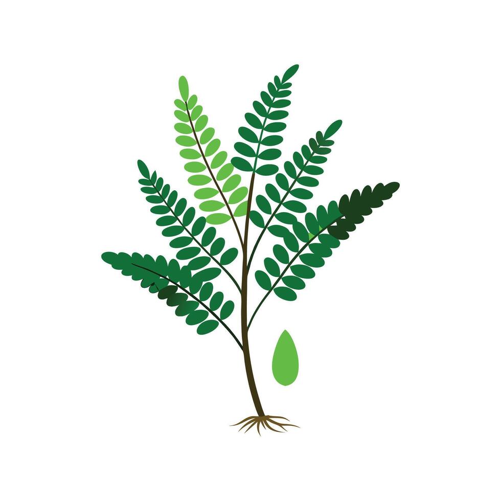 Vibrant Rabbits Foot Fern Leaf Artwork vector