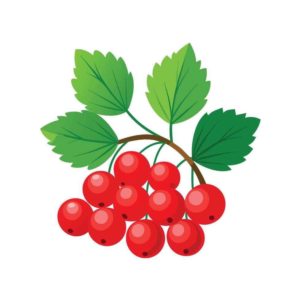 Nutritious Red Currant Ribes Rubrum for Gardens vector