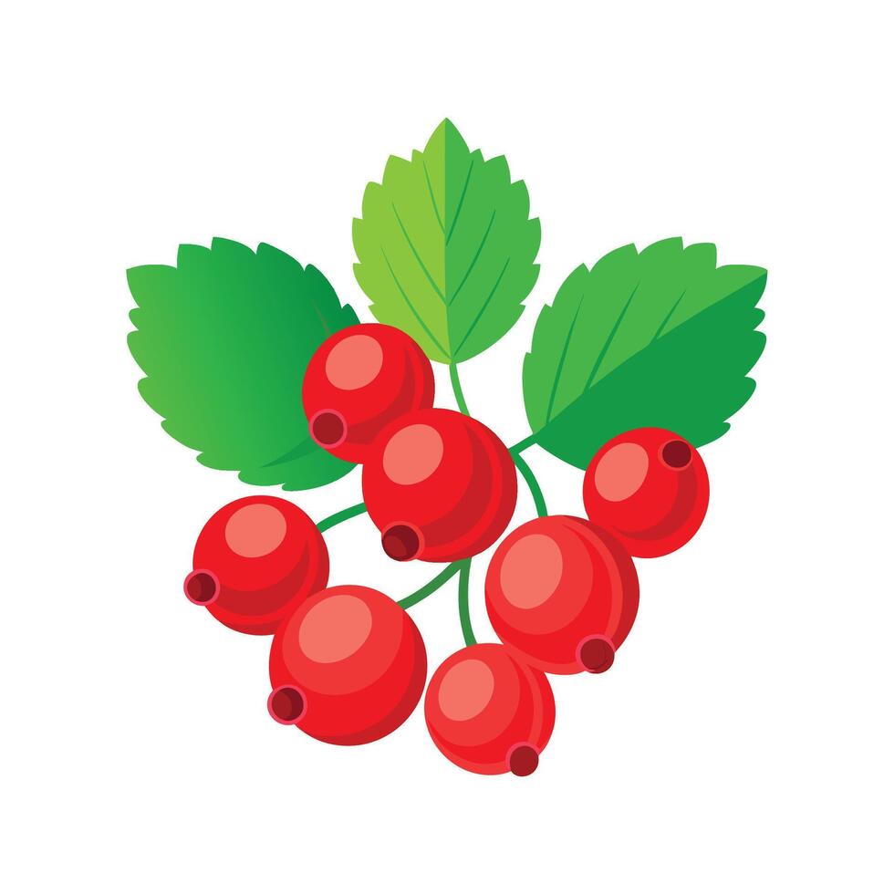 Elegant Ribes Rubrum Leaf Design vector