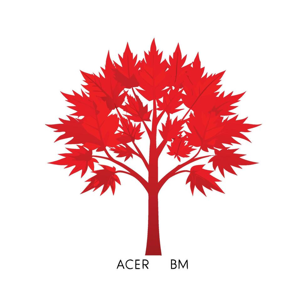 Charming Red Maple Acer Rubrum for Gardens vector
