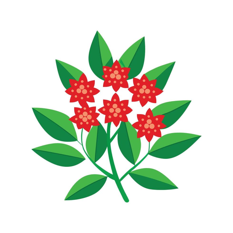 Charming Red Star Plant Pyracantha for Colorful Decor vector