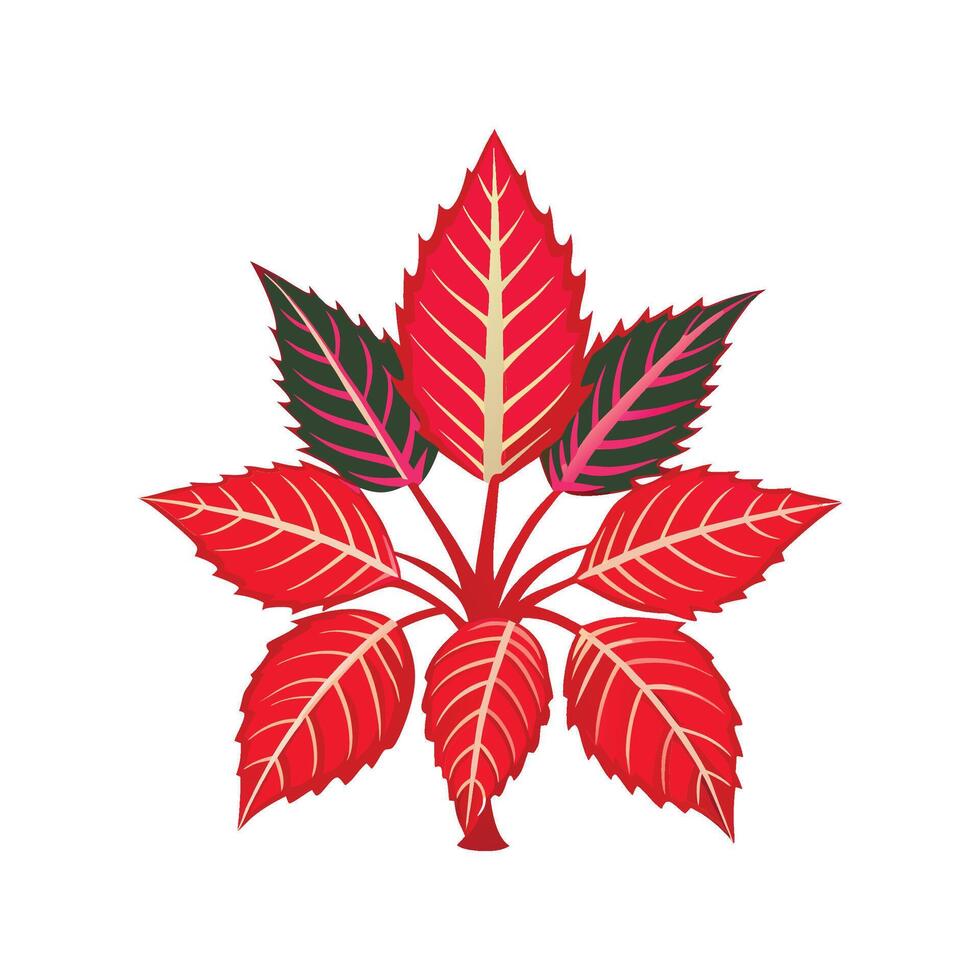 Nutritious Red Vein Plant Hemigraphis vector