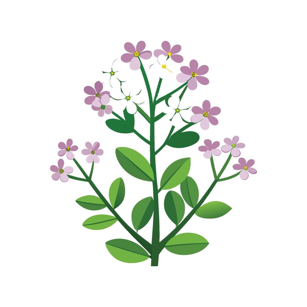 Elegant Rock Cress Plant Artwork vector
