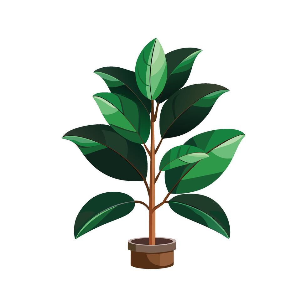 Stylish Rubber Plant Ficus Elastica for Indoor Use vector