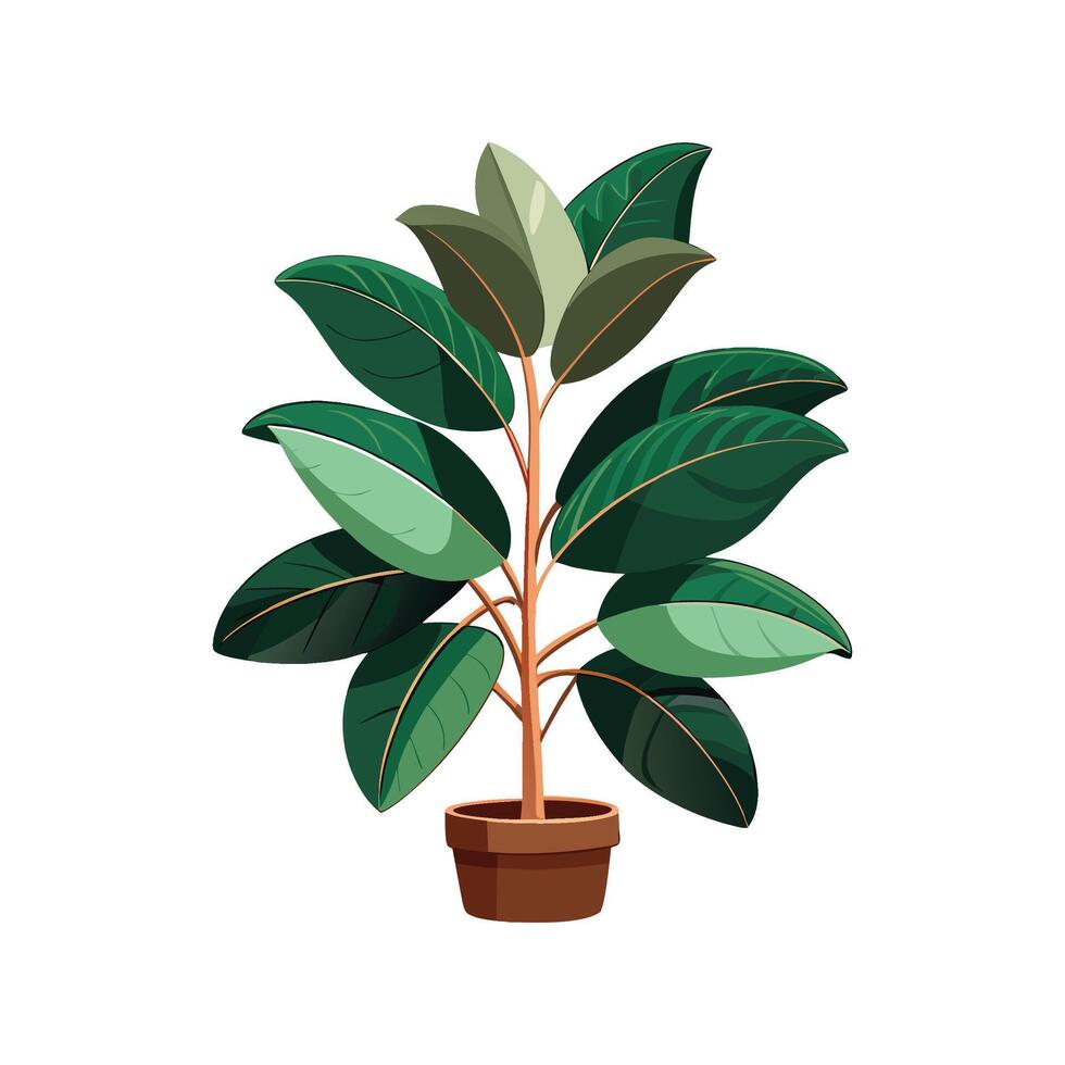 Elegant Ficus Elastica Rubber Plant for Indoor Use vector
