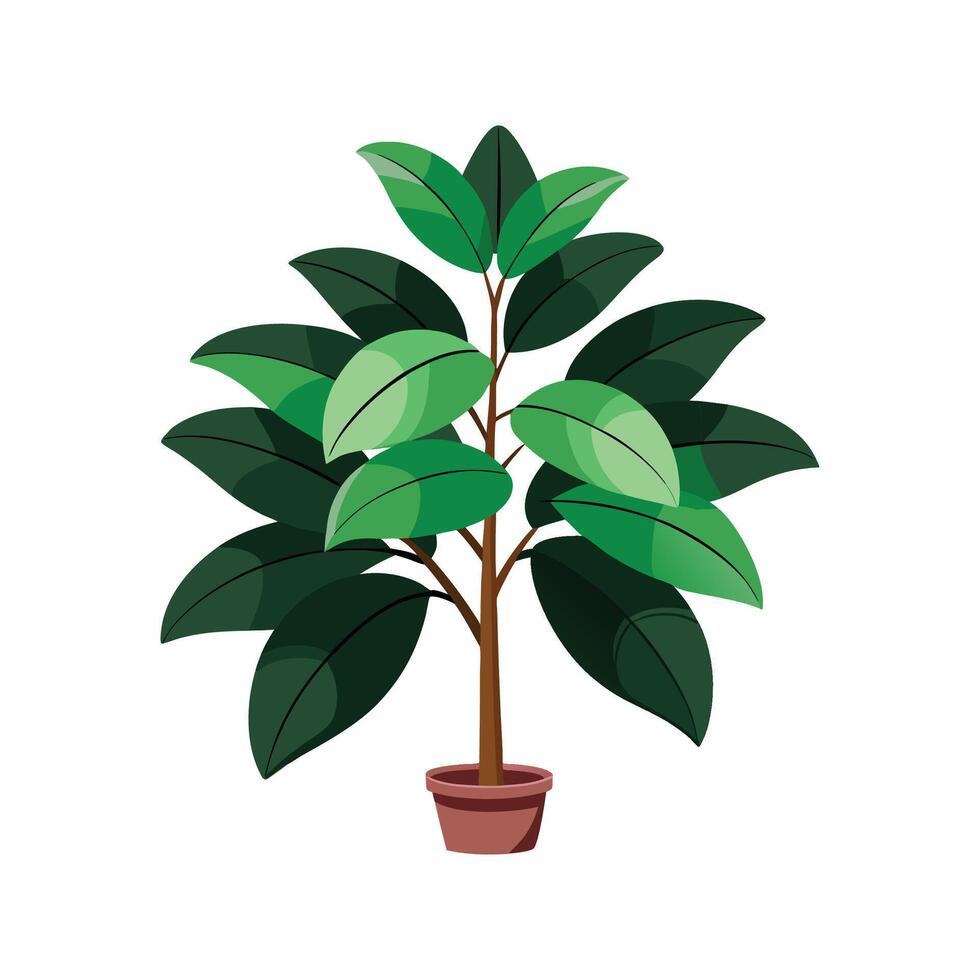 Charming Ficus Elastica Rubber Plant for Decor vector