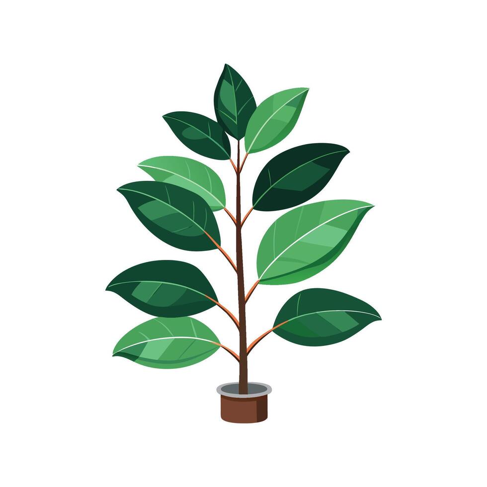 Charming Rubber Plant Ficus Elastica for Lush Interiors vector