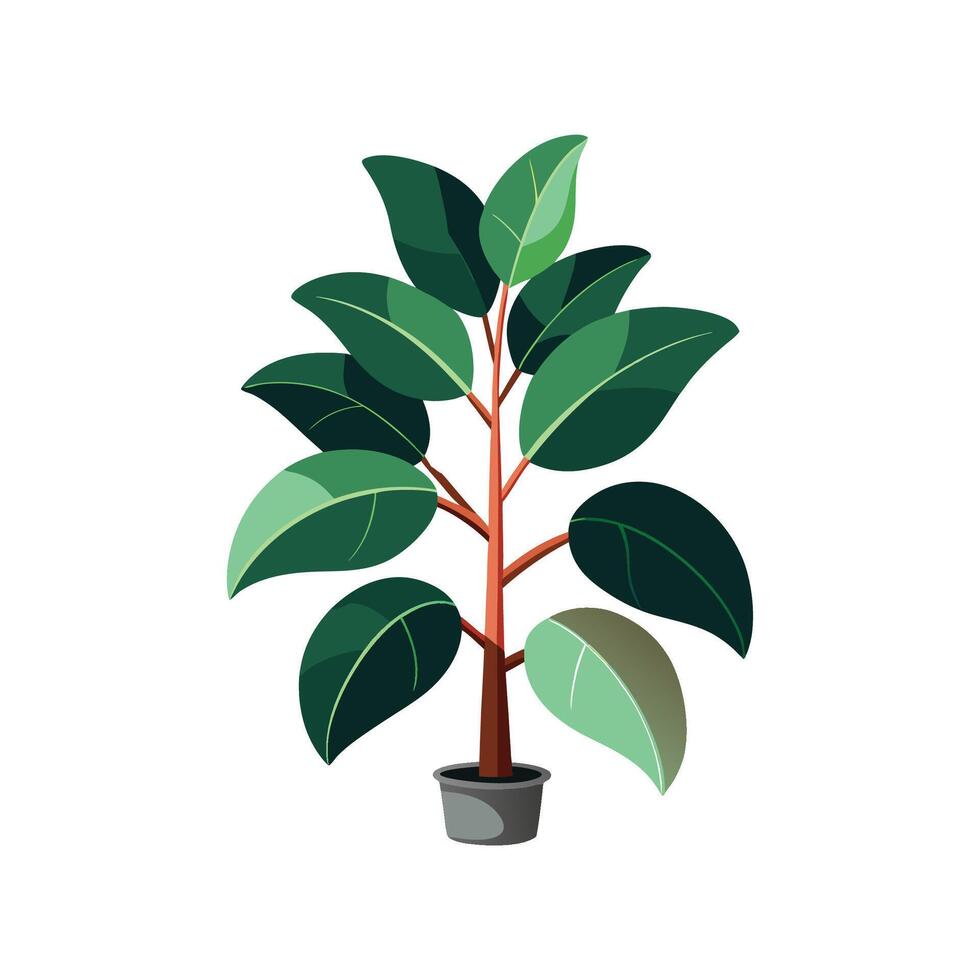 Vibrant Ficus Elastica Rubber Plant for Indoor Use vector