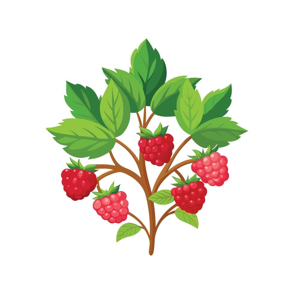 Stylish Rubus Plant Design vector