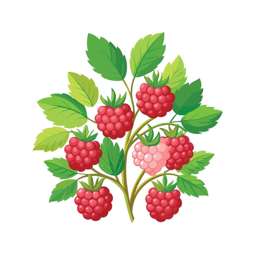 Unique Rubus Plant Illustration vector
