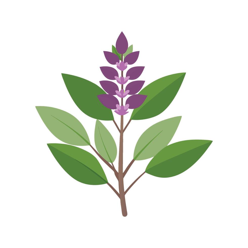 Nutritious Sage Salvia for Culinary Use vector