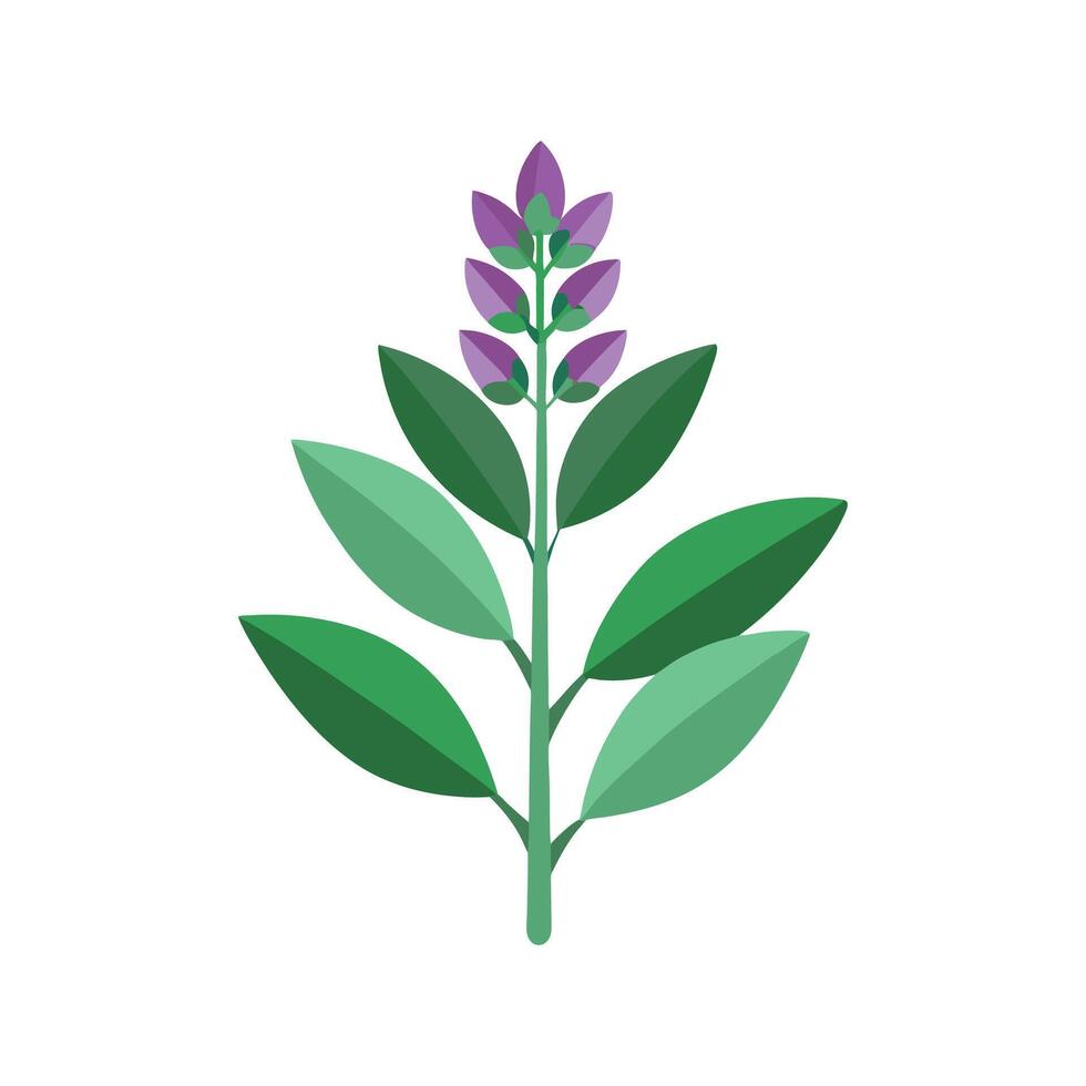 Elegant Salvia Sage Plant Design vector