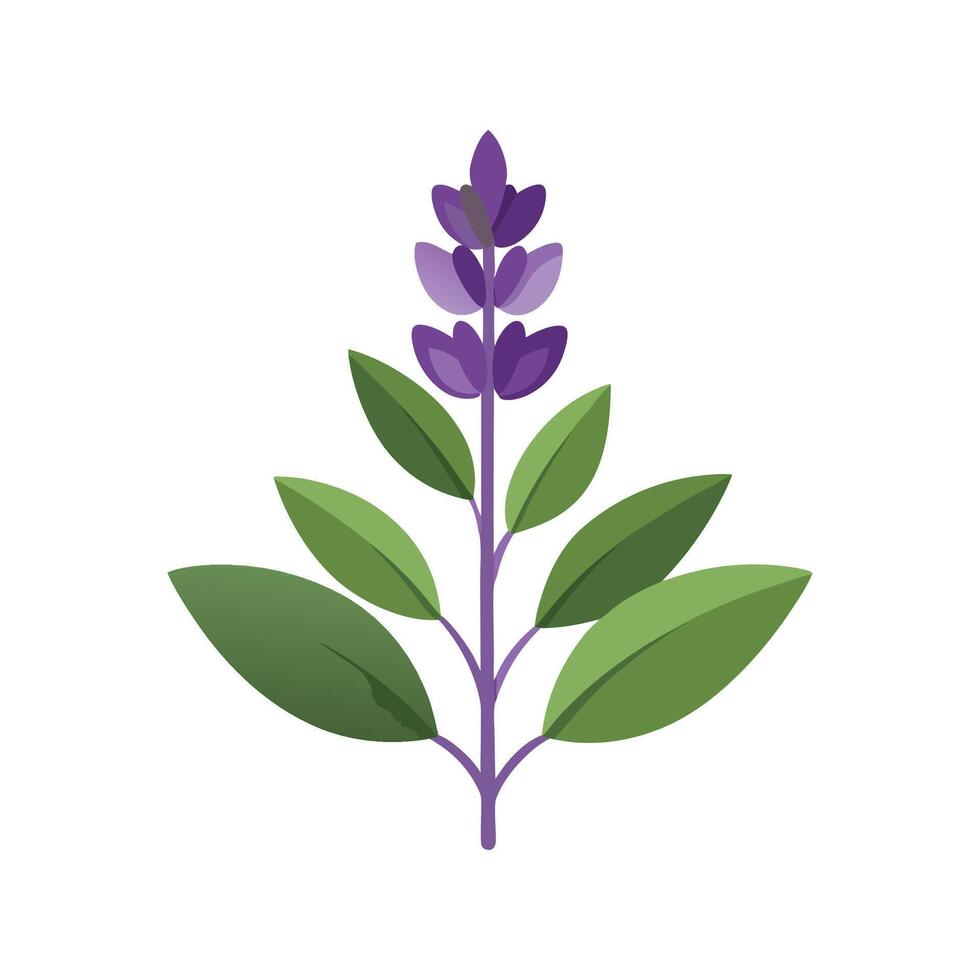 Charming Salvia Sage Plant Artwork vector