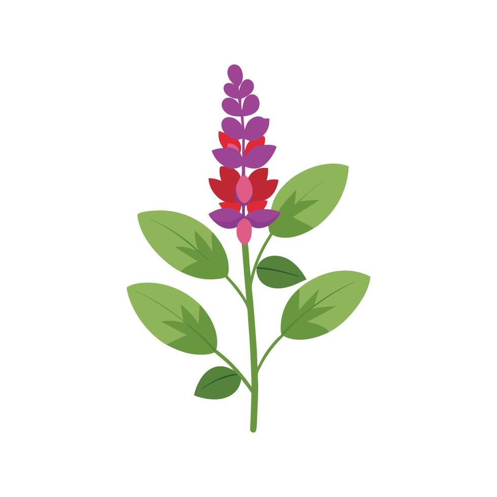 Charming Salvia Plant Design vector