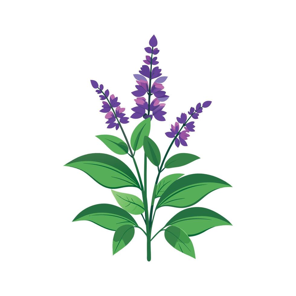Stylish Salvia Plant Design vector