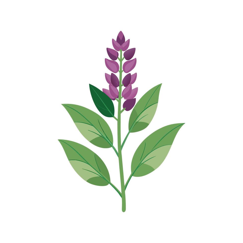 Charming Salvia Plant Illustration vector