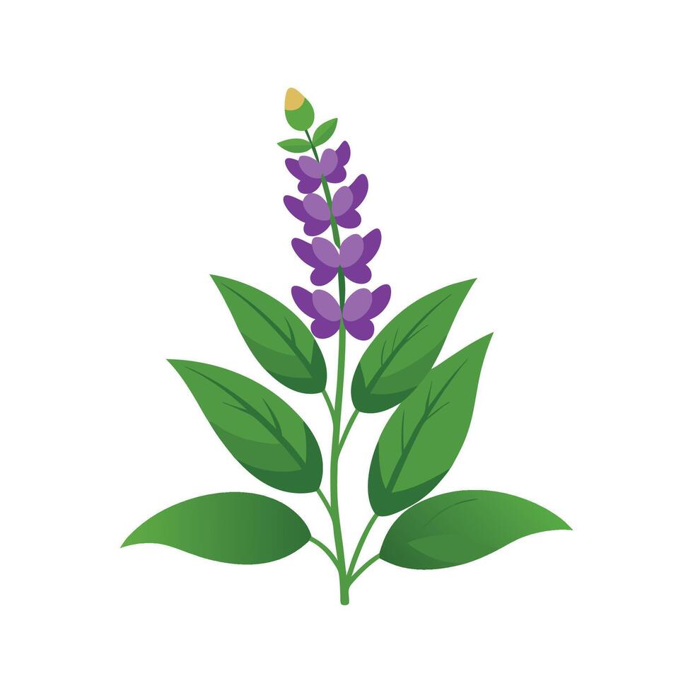 Stylish Salvia Plant Artwork vector