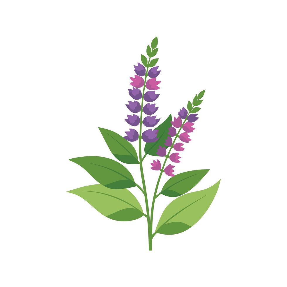 Elegant Salvia Plant for Colorful Gardens vector