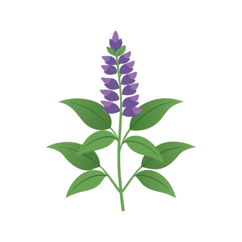 Unique Salvia Salvia Plant Artwork vector
