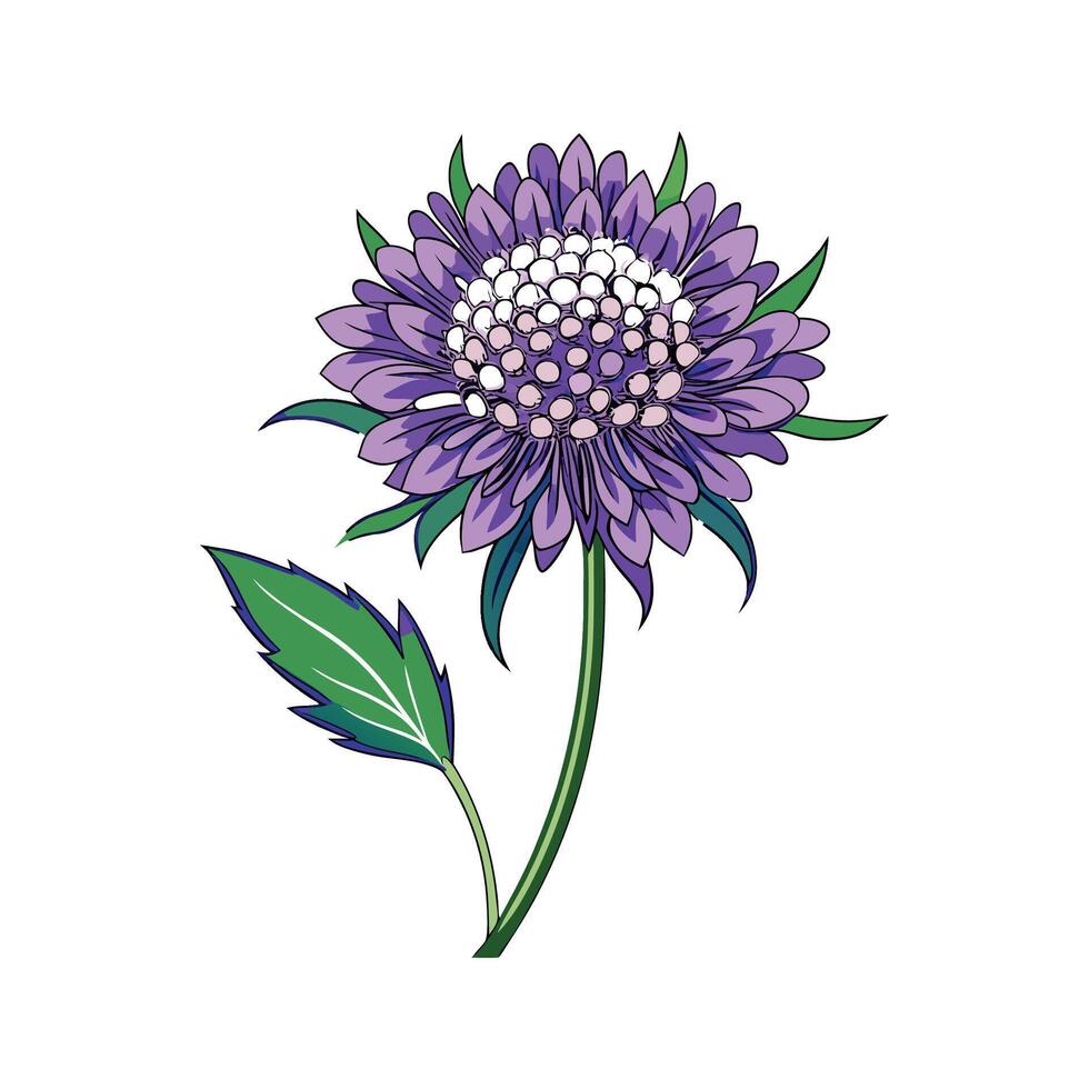 Charming Scabiosa Plant Design vector