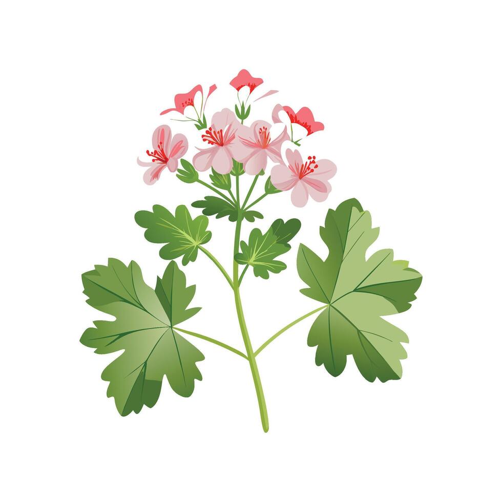 Beautiful Scented Geranium Plant vector