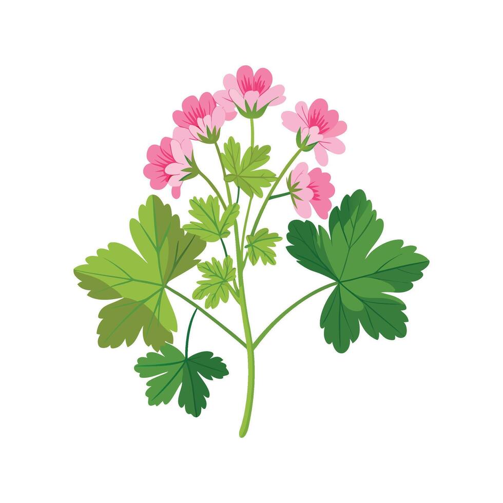 Elegant Scented Geranium Artwork vector