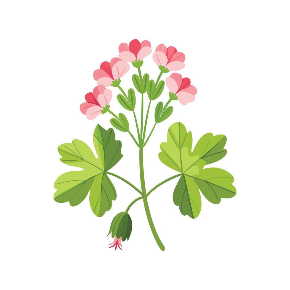 Stylish Scented Geranium Illustration vector