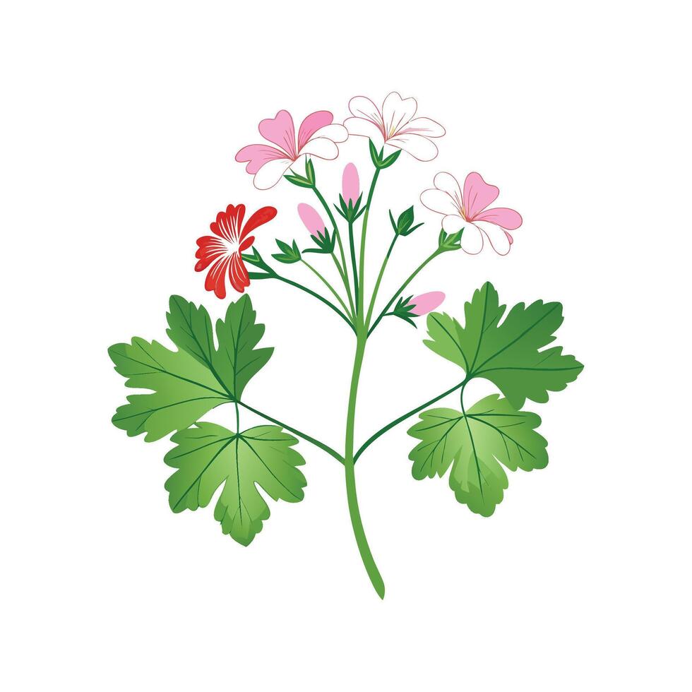 Stylish Scented Geranium Artwork vector