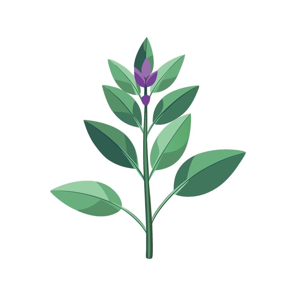 Unique Scented Sage Artwork vector