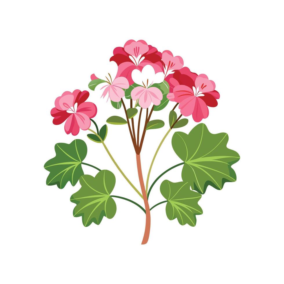 Unique Scented Geranium Illustration vector
