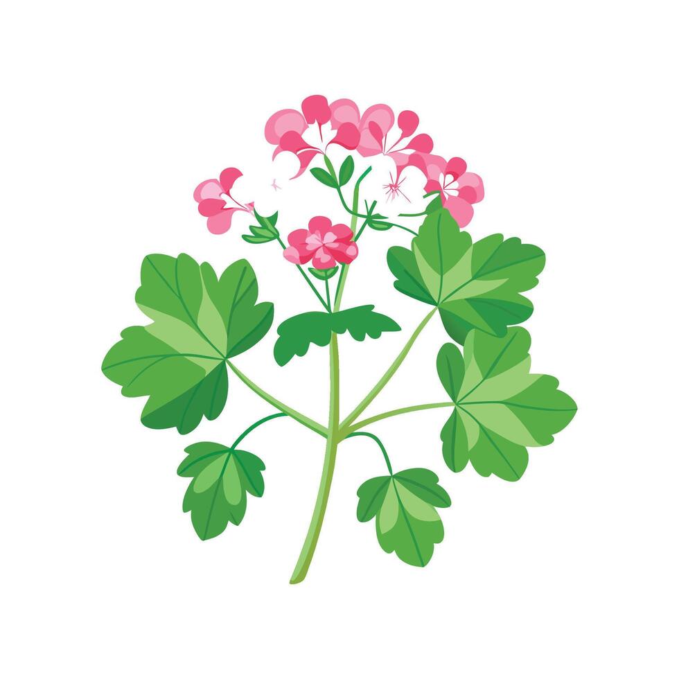 Elegant Scented Geranium Design vector