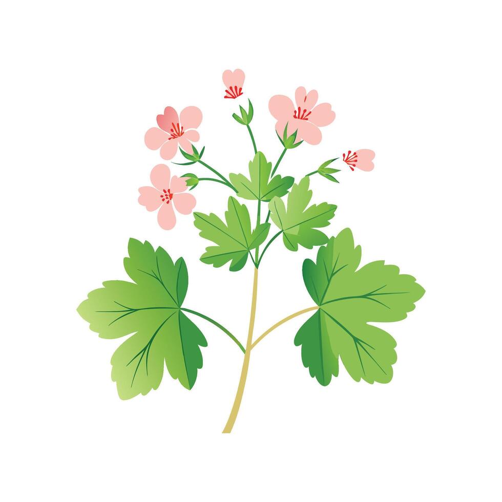 Unique Scented Geranium Artwork vector