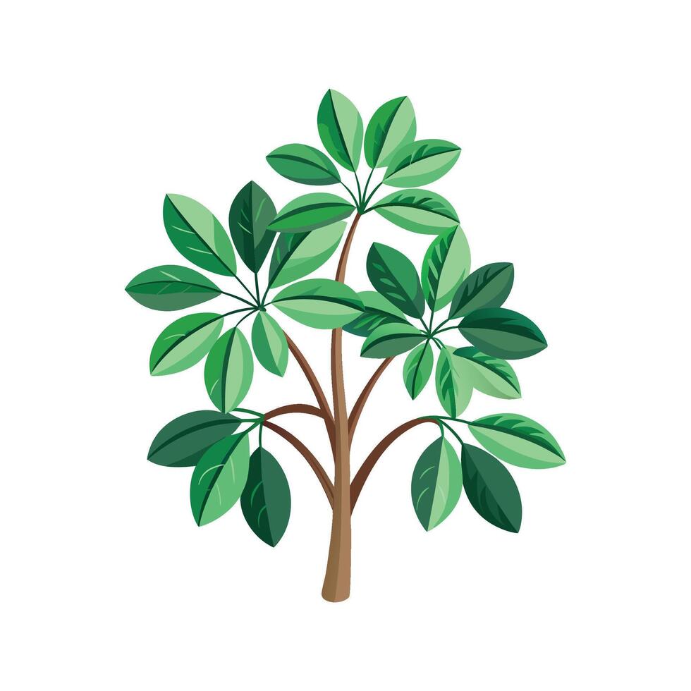 Stylish Schefflera for Tropical Gardens vector