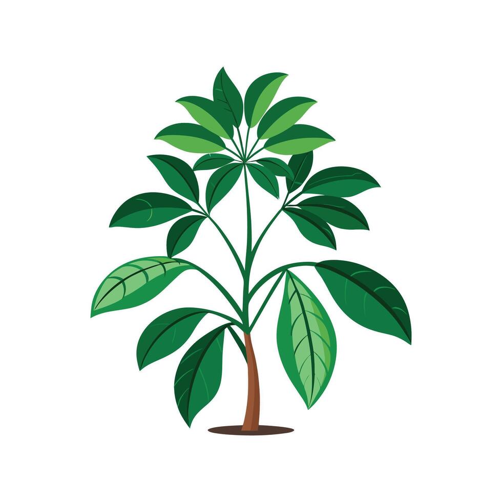Charming Schefflera Plant Design vector