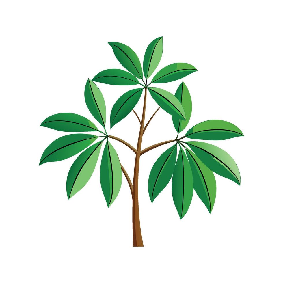 Stylish Umbrella Plant Schefflera for Decor vector