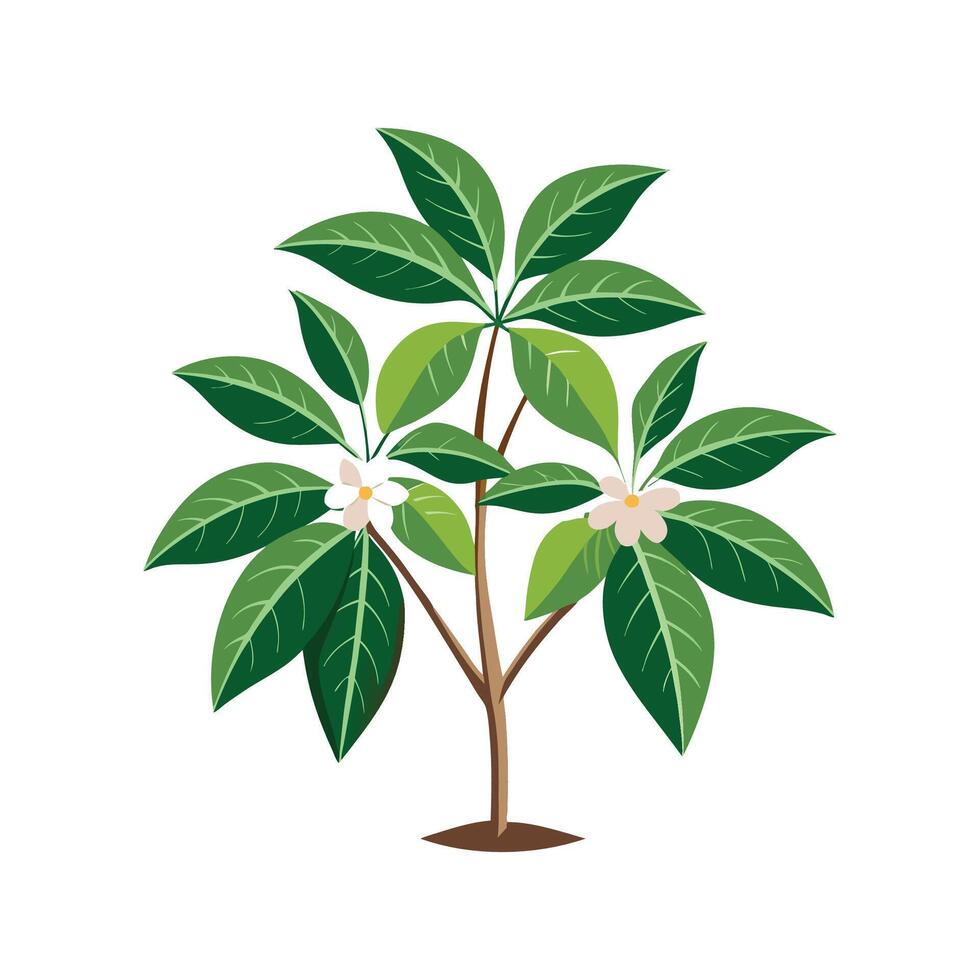 Elegant Amate Schefflera Illustration vector