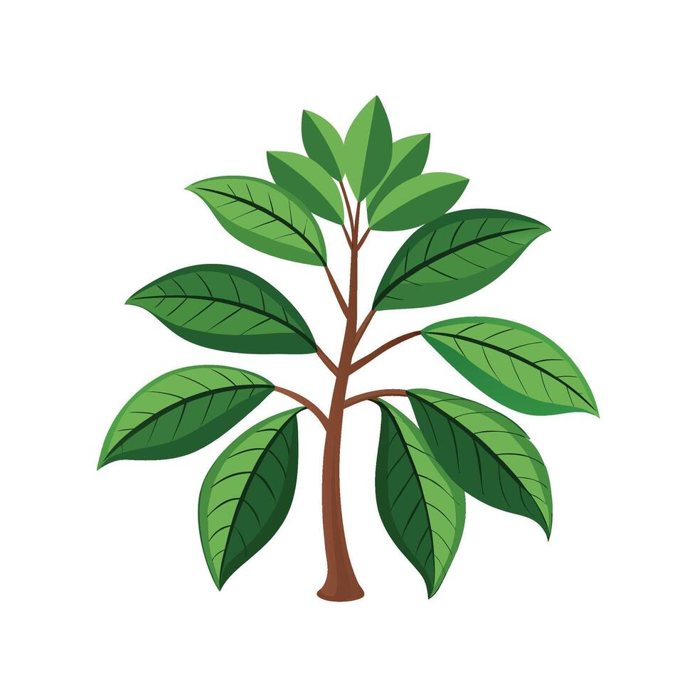 Stylish Amate Schefflera Design vector