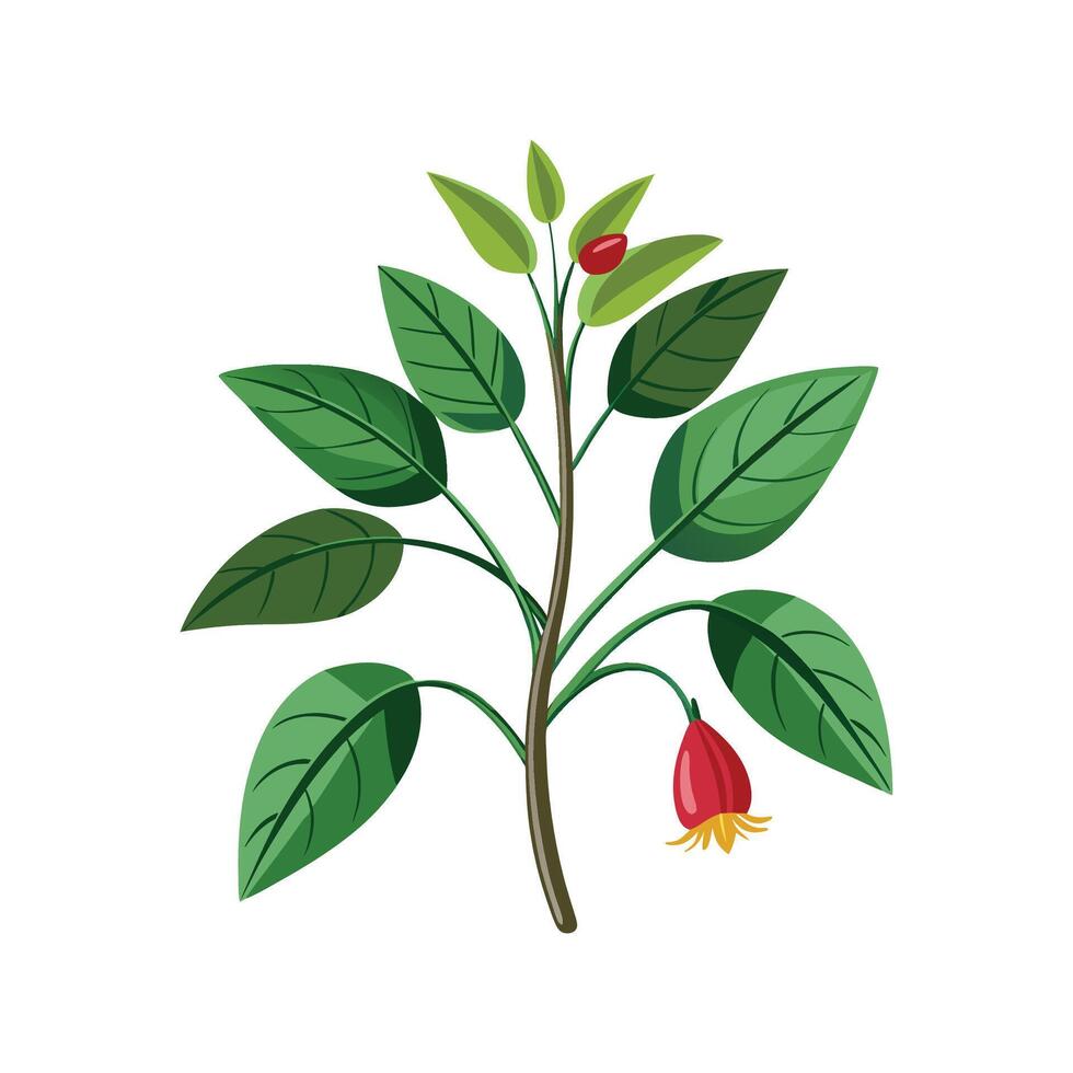 Charming Schismatoglottis Plant Design vector