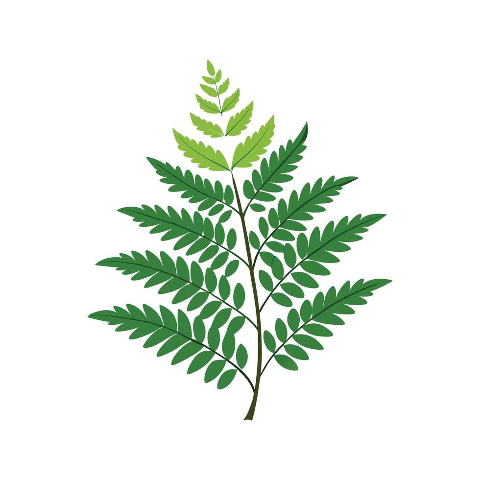 Elegant Schusters Fern Illustration vector