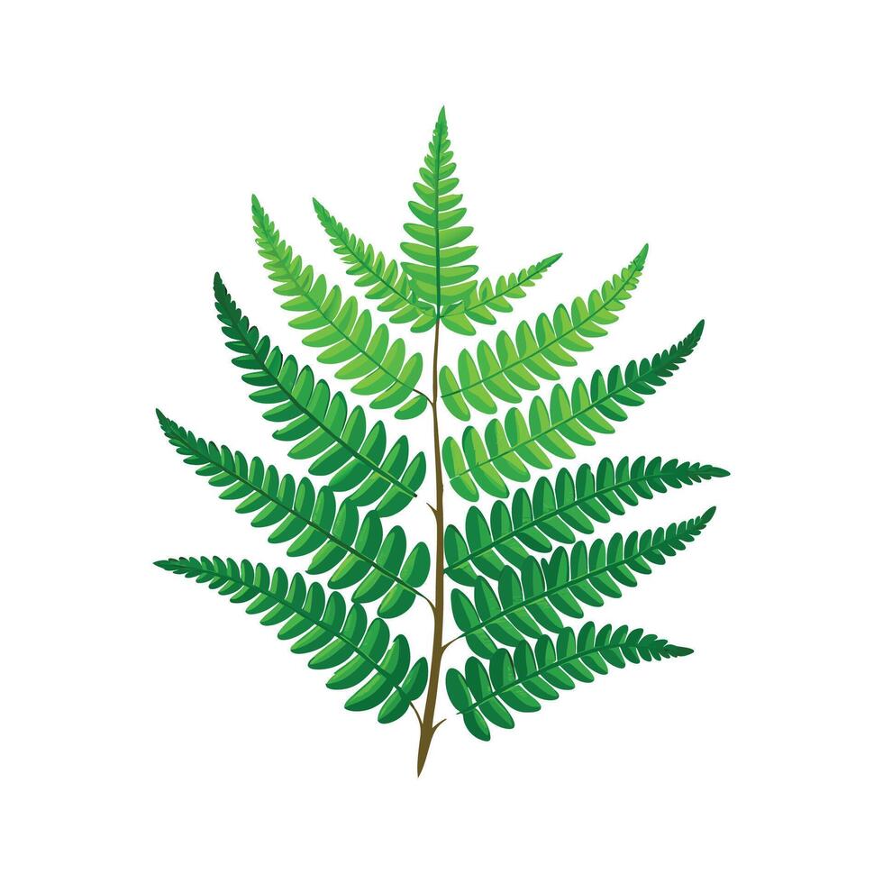 Stylish Schusters Fern Artwork vector