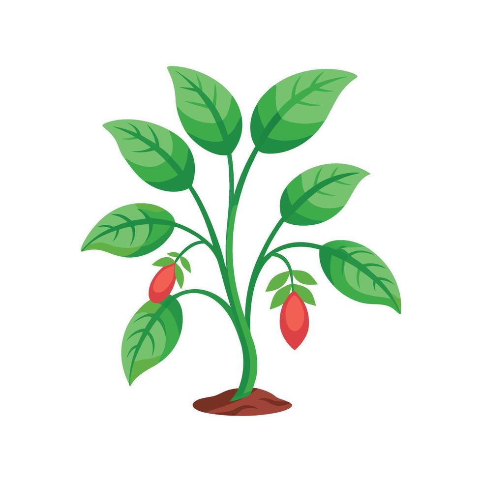 Elegant Schismatoglottis Plant Illustration vector