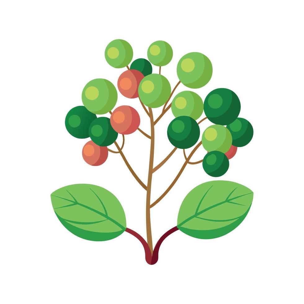 Unique Sea Grape Coccoloba Artwork vector