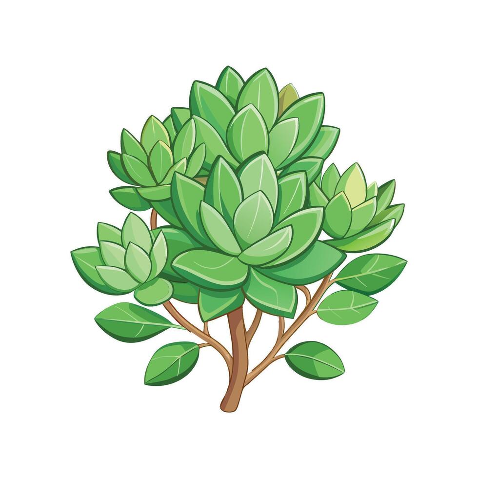 Beautiful Sedum Plant vector