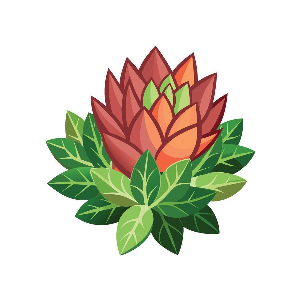 Unique Rubrotinctum Sedum Artwork vector