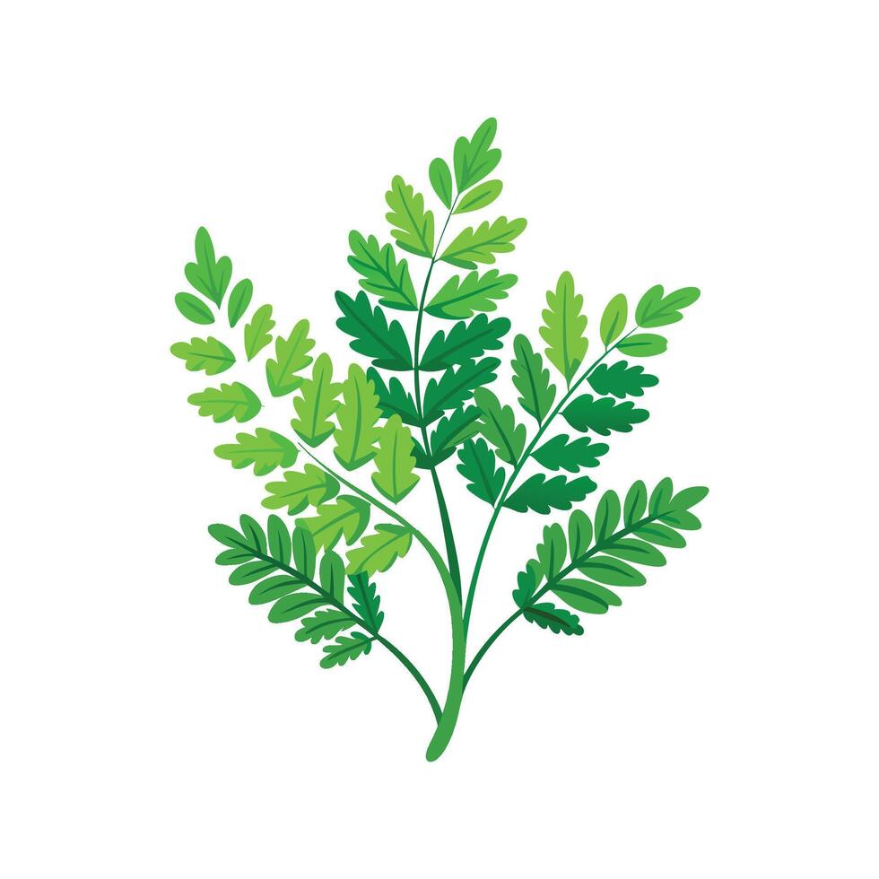Detailed Selaginella Plant Representation vector