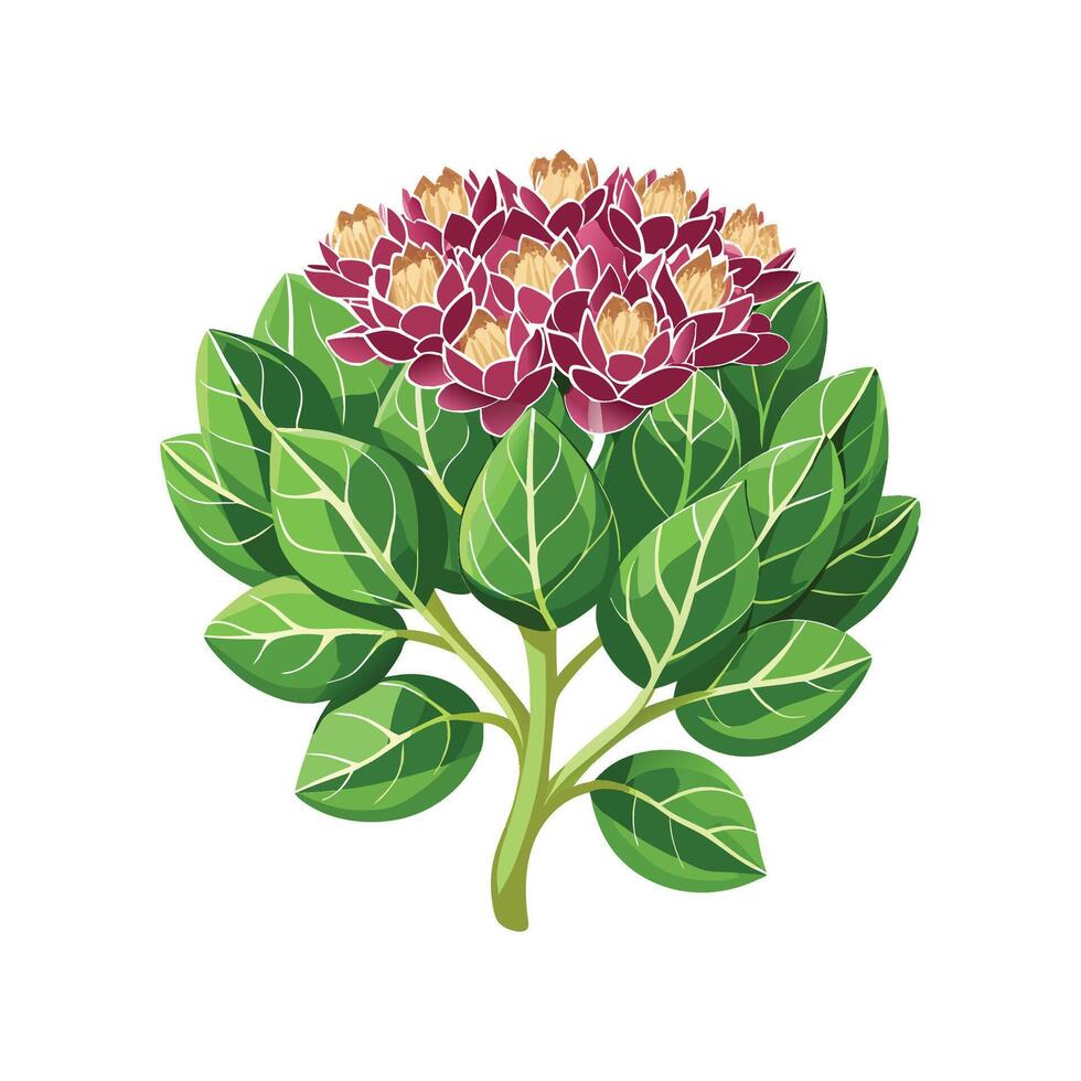 Elegant Rubrotinctum Sedum Illustration vector