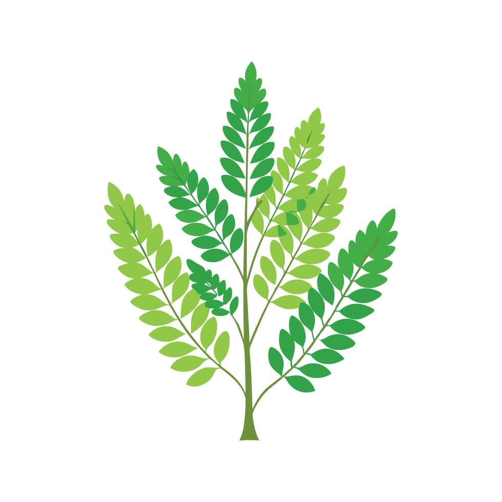 Lush Selaginella Plant Design Concept vector